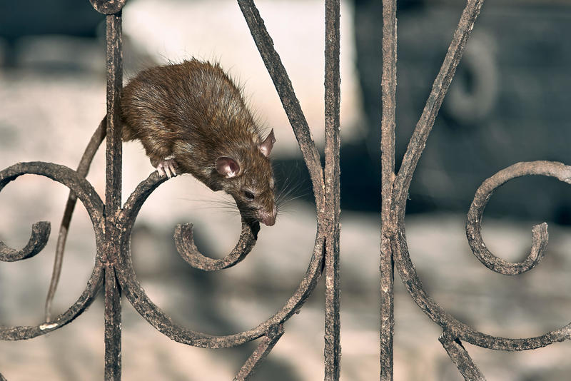 Pest Infested Cities In America